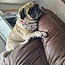 animal, bandana, cute, dog, ears, floral, fur, furniture, home, indoor, leather_couch, paw, pet, pug, relaxed, resting, small_dog, snout, wall, window