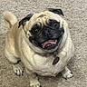 animal, black_nose, carpet, collar, cute, dog, ears, floor, friendly, fur, happy, indoor, looking_up, pet, pug, sitting, small_dog, smiling, tail, tongue_out