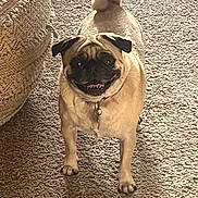 Tina Ruth joined the competition — help win amazing prizes! dog, pug, pet, carpet, indoor, animal, canine, happy, tail, fur, collar, texture, cozy, home, furniture, smiling, looking_up, four_legs, domestic, light
