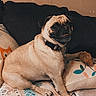 animal, blanket, collar, companion, couch, cozy, cute, dog, domestic_animal, face, fur, home, indoor, pet, pillow, pug, relaxing, sitting, snout, tongue
