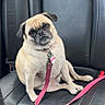 animal, black_leather, car_seat, collar, cute, dog, fur, head_tilt, indoor, leash, leash_pattern, looking_at_camera, paw, pet, pet_accessory, pink, pug, seatbelt, sitting, vehicle_interior