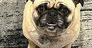 Mrs. Nesbitt joined the competition — help win amazing prizes! dog, pug, pet, animal, cute, looking_up, carpet, indoor, small_dog, fur, collar, ears, tail, legs, paw, face, expression, domestic_animal, canine, companion