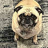 dog, pug, pet, animal, cute, looking_up, carpet, indoor, small_dog, fur, collar, ears, tail, legs, paw, face, expression, domestic_animal, canine, companion