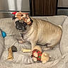Mrs. Nesbitt is registered to the contest to win money with this photo: dog, pug, dog_bed, toy, plush_toy, chew_toy, floor, wood_floor, indoor, pet, canine, animal, brown, beige, cute, pet_accessory, holiday_hat, festive, looking_at_camera, home