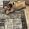 Mrs. Nesbitt joined the competition — help win amazing prizes! pug, dog, toy, teddy_bear, carpet, rug, wood_floor, dog_bed, pet, indoor, animal, cute, small_dog, playing, relaxed, home, floor, canine, stuffed_animal, domestic