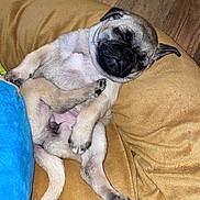 Mrs. Nesbitt is registered to the contest to win money with this photo: puppy, dog, pug, sleeping, bean_bag, yellow, blue_blanket, cozy, indoor, floor, wood_floor, pet, cute, adorable, relaxed, fur, small_dog, resting, home, animal