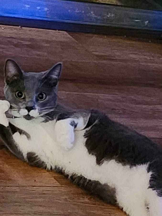 Luna is registered to the contest to win money with this photo: carnivore, cat, claw, domestic_short_haired_cat, felidae, flooring, fur, grey, hardwood, metal, paw, photo_caption, sitting, small_to_medium_sized_cats, snout, tail, terrestrial_animal, whiskers, wildlife, wood