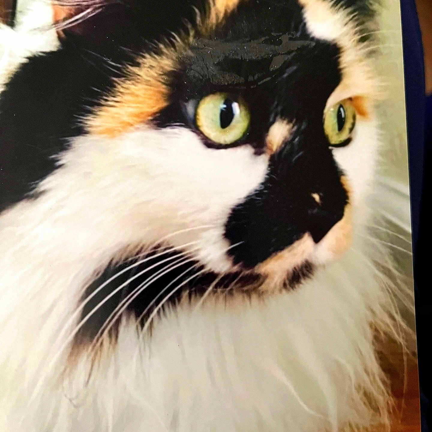 Khali Dhurga is registered to the contest to win money with this photo: calico_cat, cat, close_up, cute, domestic_animal, ear, feline, fluffy, fur, gaze, green_eyes, indoor, long_hair, macro_photography, nose, pet, portrait, portraiture, whiskers, wooden_floor