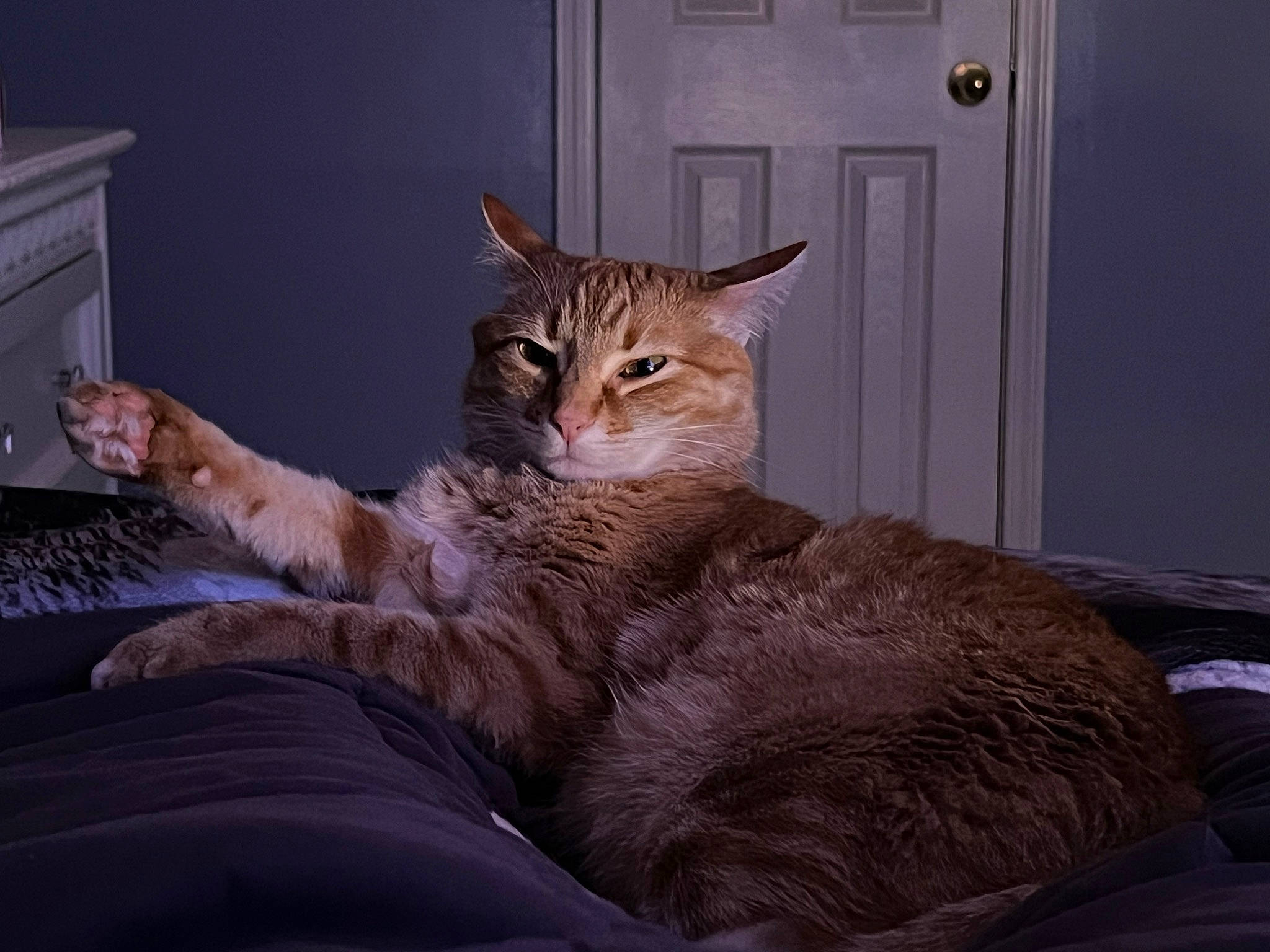 Aurora joined the competition — help win amazing prizes! bed, brown, carnivore, cat, claw, comfort, domestic_short_haired_cat, door, fawn, felidae, fur, paw, sitting, small_to_medium_sized_cats, tail, terrestrial_animal, tree, whiskers, window, wood