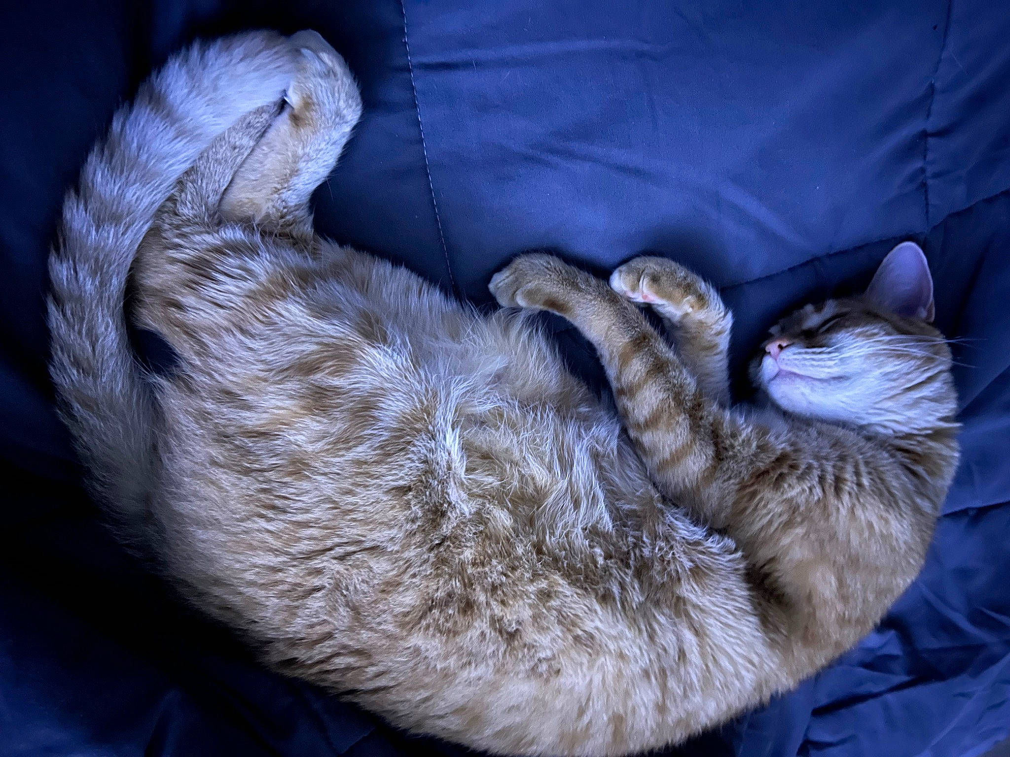 Aurora joined the competition — help win amazing prizes! carnivore, cat, cat_bed, claw, comfort, domestic_short_haired_cat, felidae, fur, grey, mustelidae, nap, paw, small_to_medium_sized_cats, snout, tail, terrestrial_animal, whiskers, wildlife