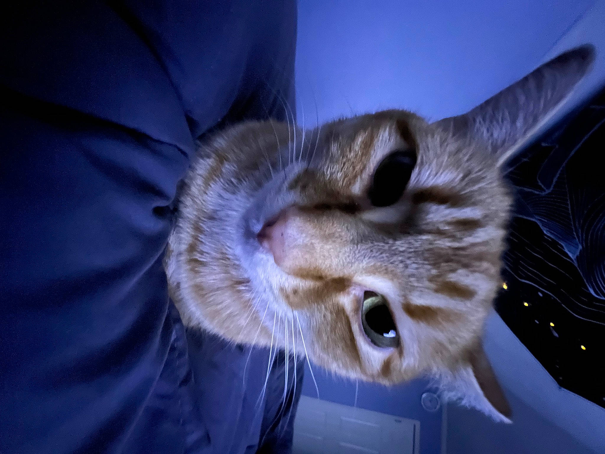 Aurora joined the competition — help win amazing prizes! carnivore, cat, comfort, domestic_short_haired_cat, ear, electric_blue, felidae, fur, small_to_medium_sized_cats, snout, whiskers, wildlife