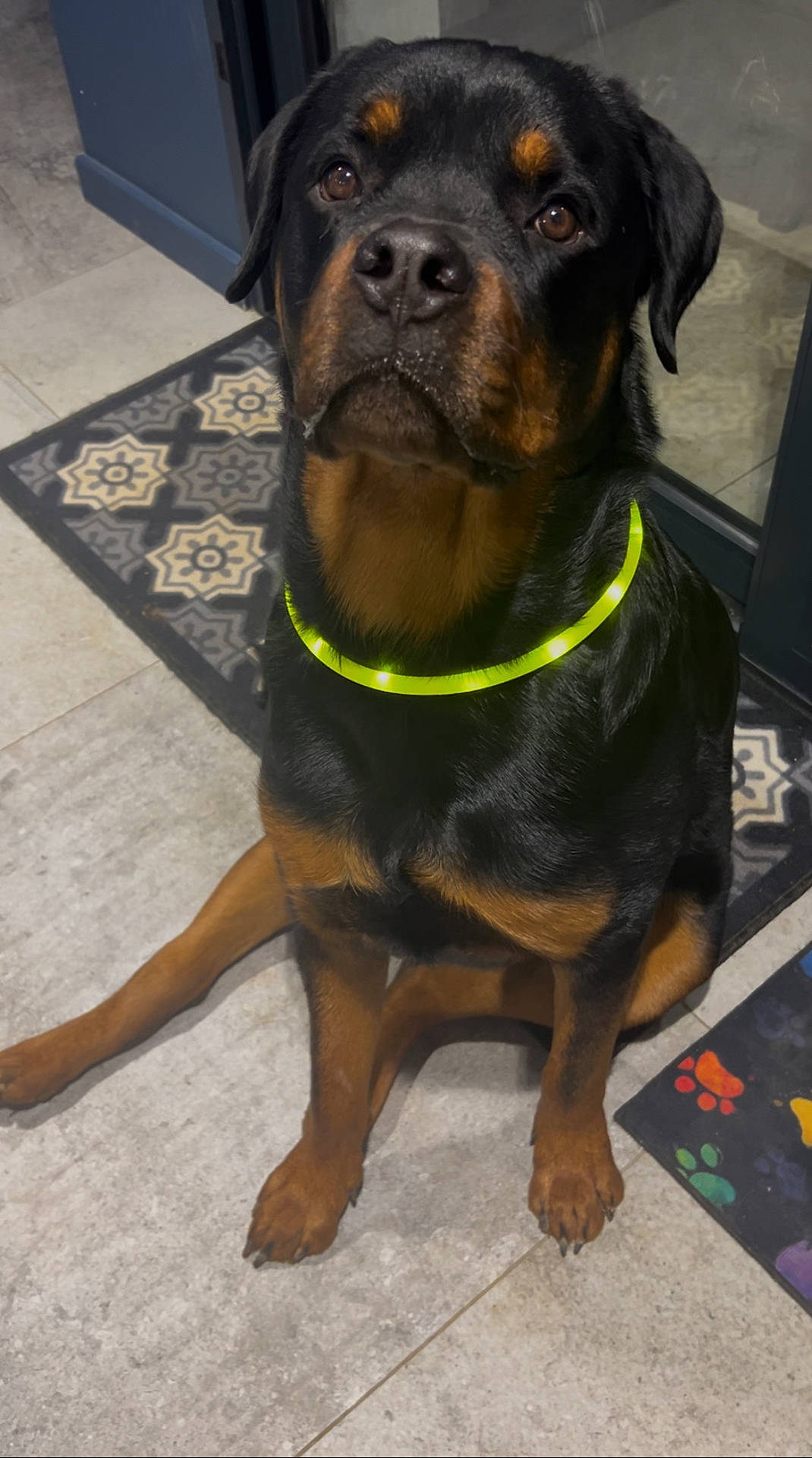 Unik participe au concours pour gagner de l'argent avec cette photo : accessories, animal, appenzeller, boxer, bulldog, canine, collar, dog, flagstone, hound, labradorretriever, leash, path, pet, pug, puppy, slate, snout, strap, walkway