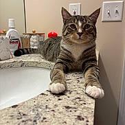 Levi is registered to the contest to win money with this photo: cat, tabby_cat, animal, pet, indoor, bathroom, countertop, mirror, paws, fur, whiskers, ears, orange_bottle, toiletries, relaxed, curious, closeup, domestic, striped, feline