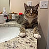 cat, tabby_cat, animal, pet, indoor, bathroom, countertop, mirror, paws, fur, whiskers, ears, orange_bottle, toiletries, relaxed, curious, closeup, domestic, striped, feline