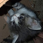 Plume participe au concours pour gagner de l'argent avec cette photo : animal, background, box, cardboard, cat, closeup, curious, cute, ears, eyes, feline, fur, grey, indoor, kitten, pet, small, whiskers, white, young