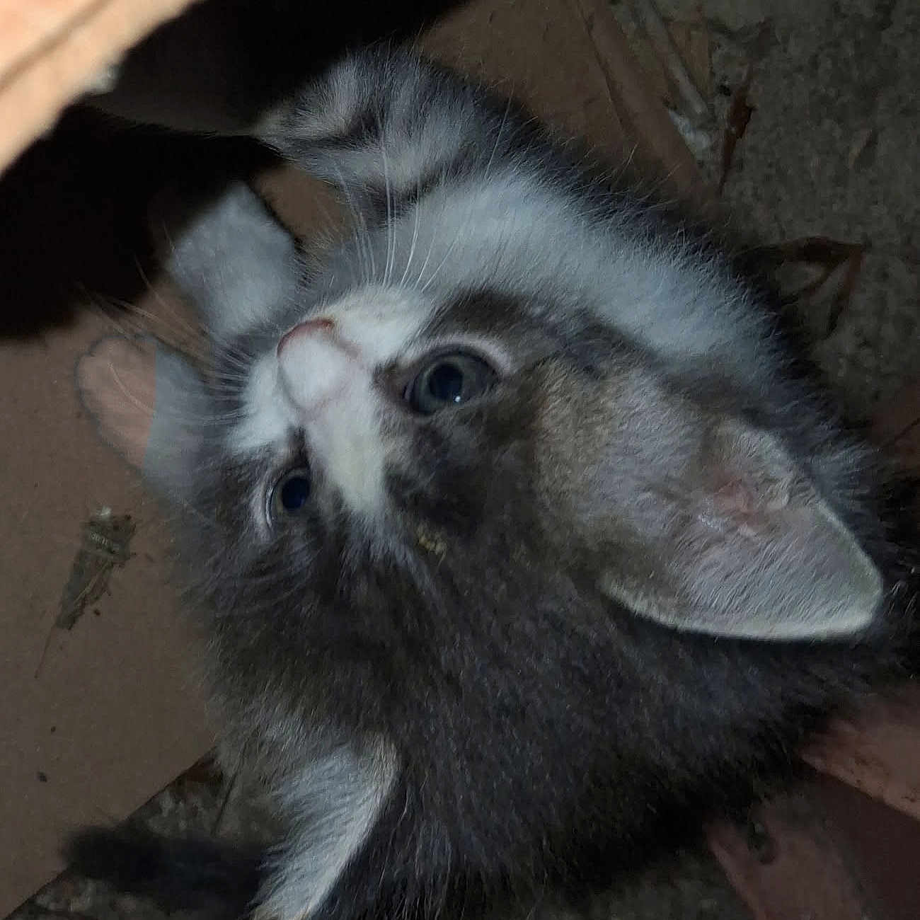 Plume participe au concours pour gagner de l'argent avec cette photo : animal, background, box, cardboard, cat, closeup, curious, cute, ears, eyes, feline, fur, grey, indoor, kitten, pet, small, whiskers, white, young