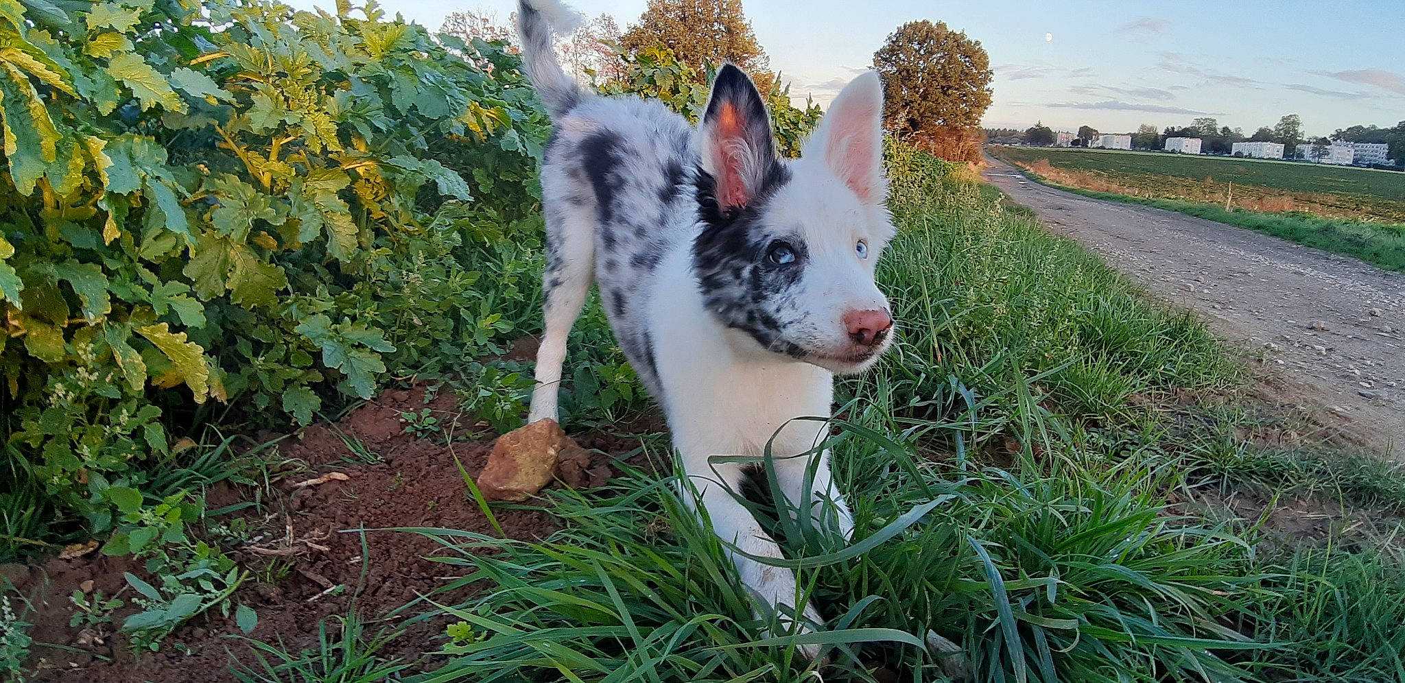 Volt participe au concours pour gagner de l'argent avec cette photo : art, canidae, carnivore, companion_dog, dog, dog_breed, fawn, grass, grassland, non_sporting_group, pasture, plant, sky, snout, sporting_group, tail, tree, walking, whiskers, working_animal