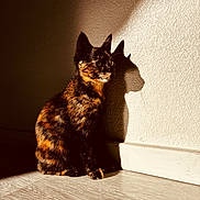 Tallulah is registered to the contest to win money with this photo: animal, calm, cat, cute, domestic, feline, floor, fur, indoor, light, pet, quiet, shadow, shadow_play, sitting, sunlight, texture, tortoiseshell, wall, whiskers