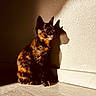 animal, calm, cat, cute, domestic, feline, floor, fur, indoor, light, pet, quiet, shadow, shadow_play, sitting, sunlight, texture, tortoiseshell, wall, whiskers