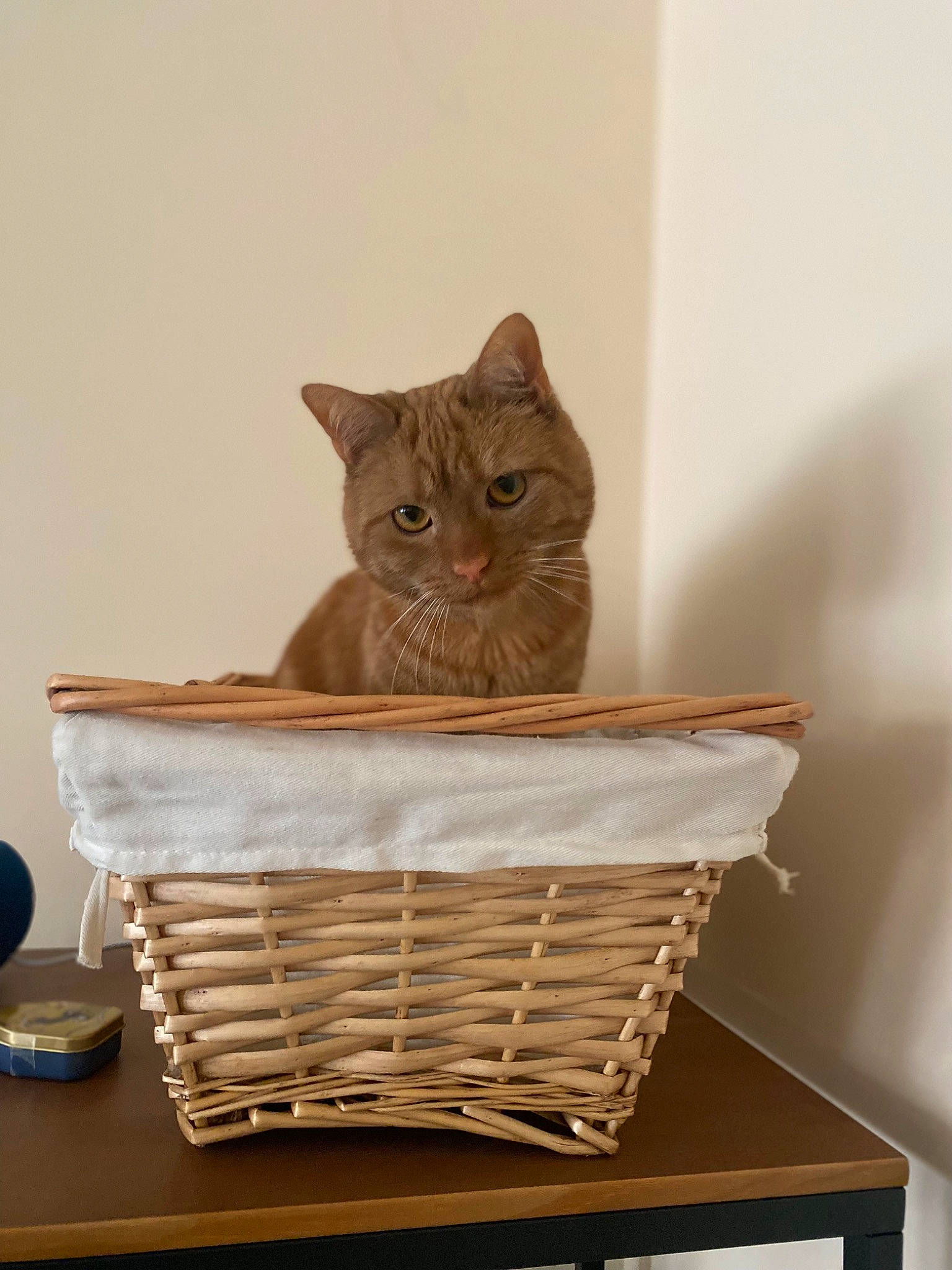 Crumpet joined the competition — help win amazing prizes! basket, carnivore, cat, cat_supply, chair, domestic_short_haired_cat, felidae, hardwood, home_accessories, metal, picnic_basket, room, shelf, sitting, small_to_medium_sized_cats, storage_basket, table, whiskers, wicker, wood