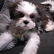 King is registered to the contest to win money with this photo: dogs, puppies, small_dogs, fluffy, long_hair, brown_and_white, black_and_white, pet, animal, couch, blanket, cushion, indoors, cozy, portrait, sitting, lying_down, collar, home, closeup