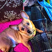 Max joined the competition — help win amazing prizes! dog, pet, blanket, plaid, cushion, floral_pattern, indoor, plush_toy, brown_dog, small_dog, ears, fur, collar, resting, cozy, colorful, fabric, home, animal, cute