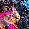 dog, pet, blanket, plaid, cushion, floral_pattern, indoor, plush_toy, brown_dog, small_dog, ears, fur, collar, resting, cozy, colorful, fabric, home, animal, cute