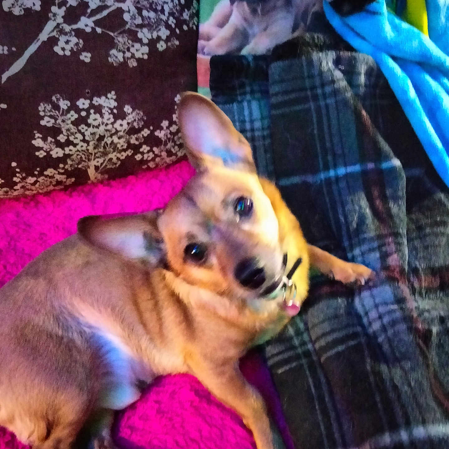 Max