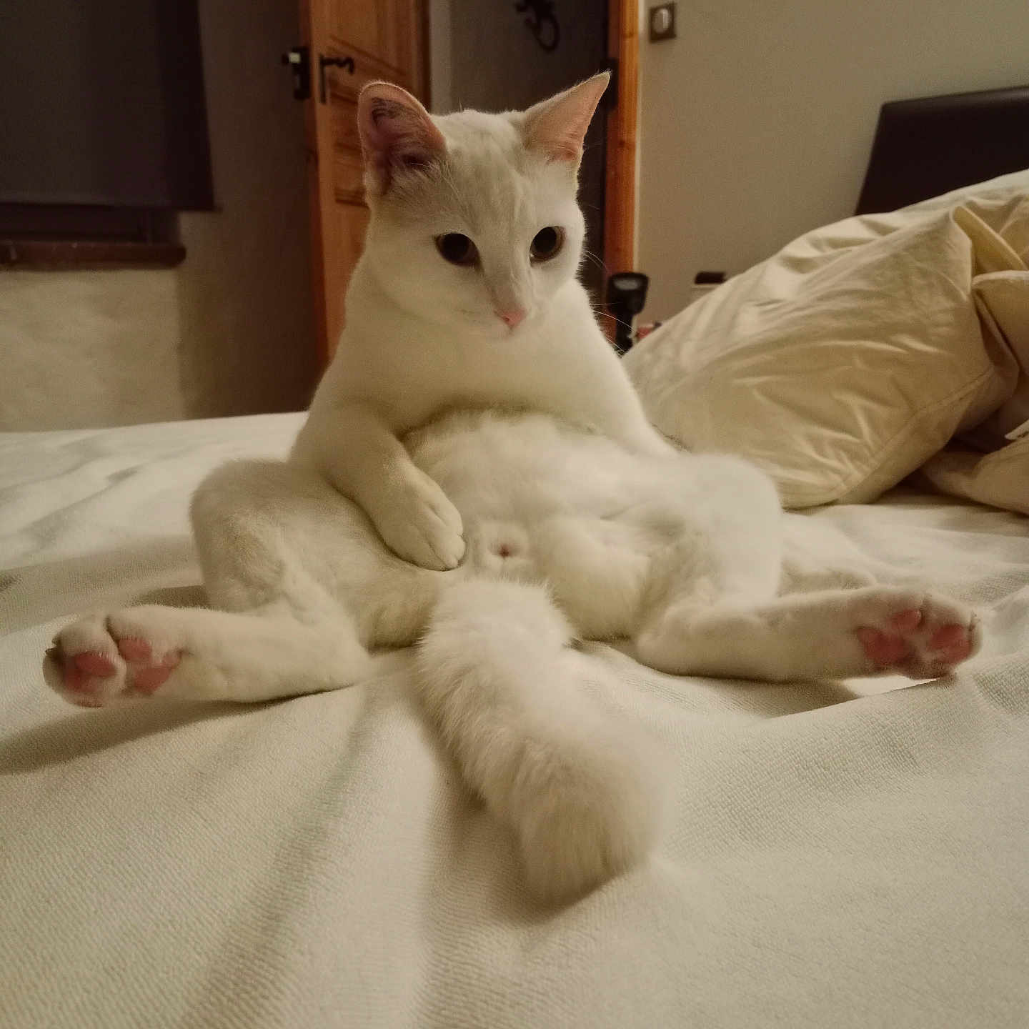 Mimosa a rejoint le concours — aidez-le/la à gagner de superbes lots ! abyssinian, angora, animal, bed, bedroom, blanket, cat, couch, cushion, furniture, hardwood, homedecor, indoors, kitten, linen, manx, pet, room, siamese, wood