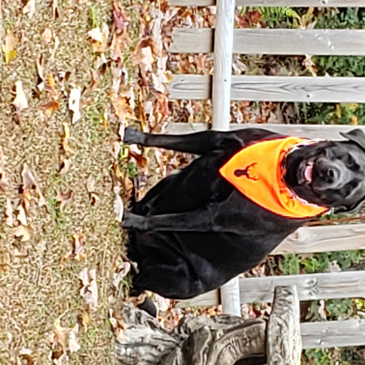 Benton joined the competition — help win amazing prizes! deciduous, fence, grass, hat, personal_protective_equipment, plant, soil, sporting_group, tree, trunk, twig, window, wood