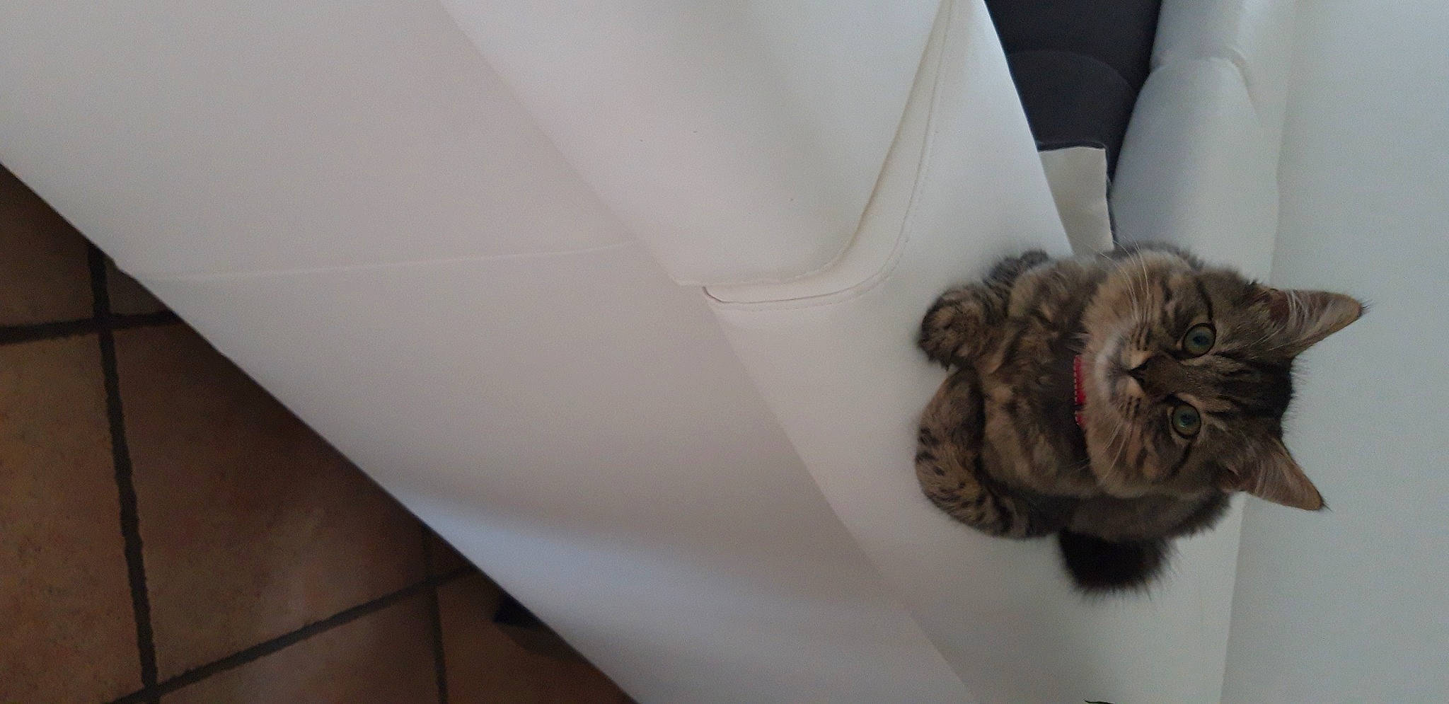 Guimauve participe au concours pour gagner de l'argent avec cette photo : carnivore, cat, ceiling, claw, comfort, companion_dog, dog_breed, domestic_short_haired_cat, fawn, felidae, flooring, fur, hardwood, room, small_to_medium_sized_cats, sporting_group, tail, whiskers, window, wood