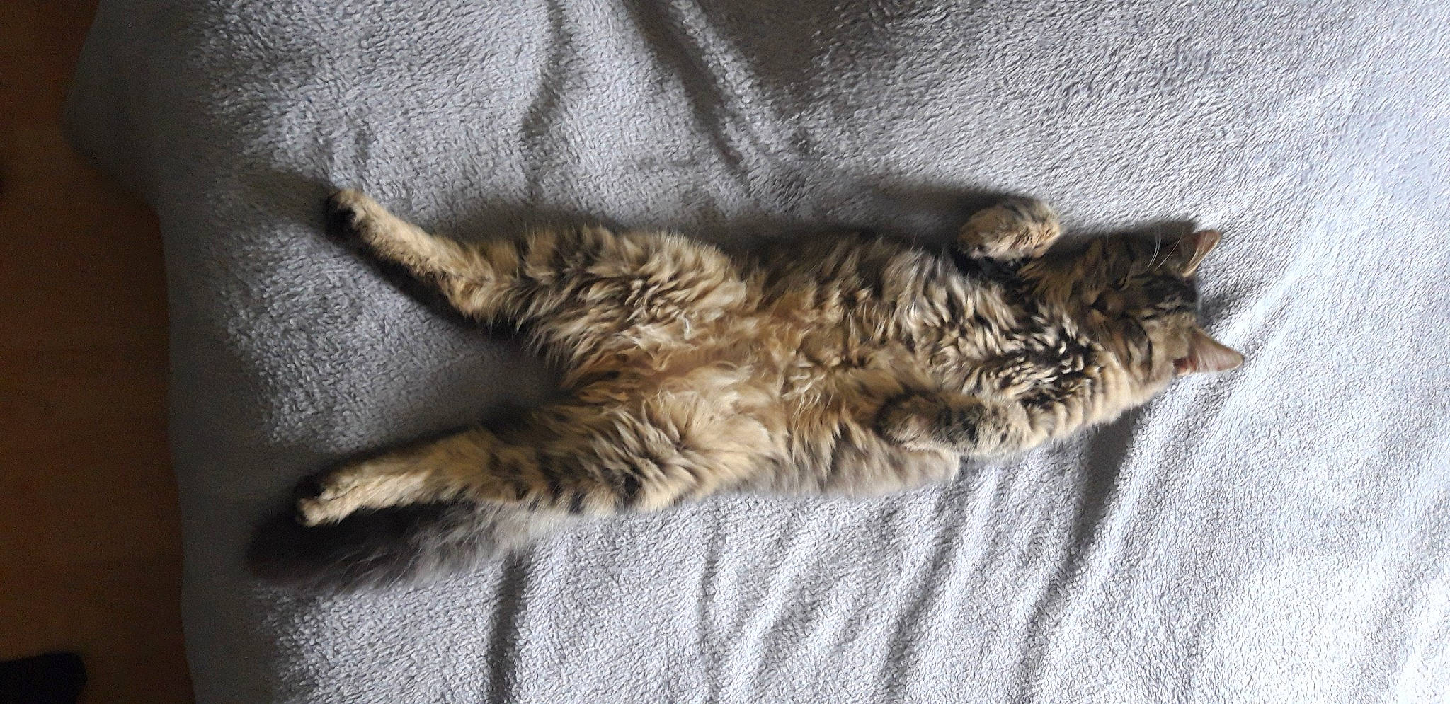 Chamalow participe au concours pour gagner de l'argent avec cette photo : carnivore, cat, claw, comfort, domestic_short_haired_cat, fawn, felidae, fur, grey, nap, paw, sleep, small_to_medium_sized_cats, snout, tail, terrestrial_animal, whiskers