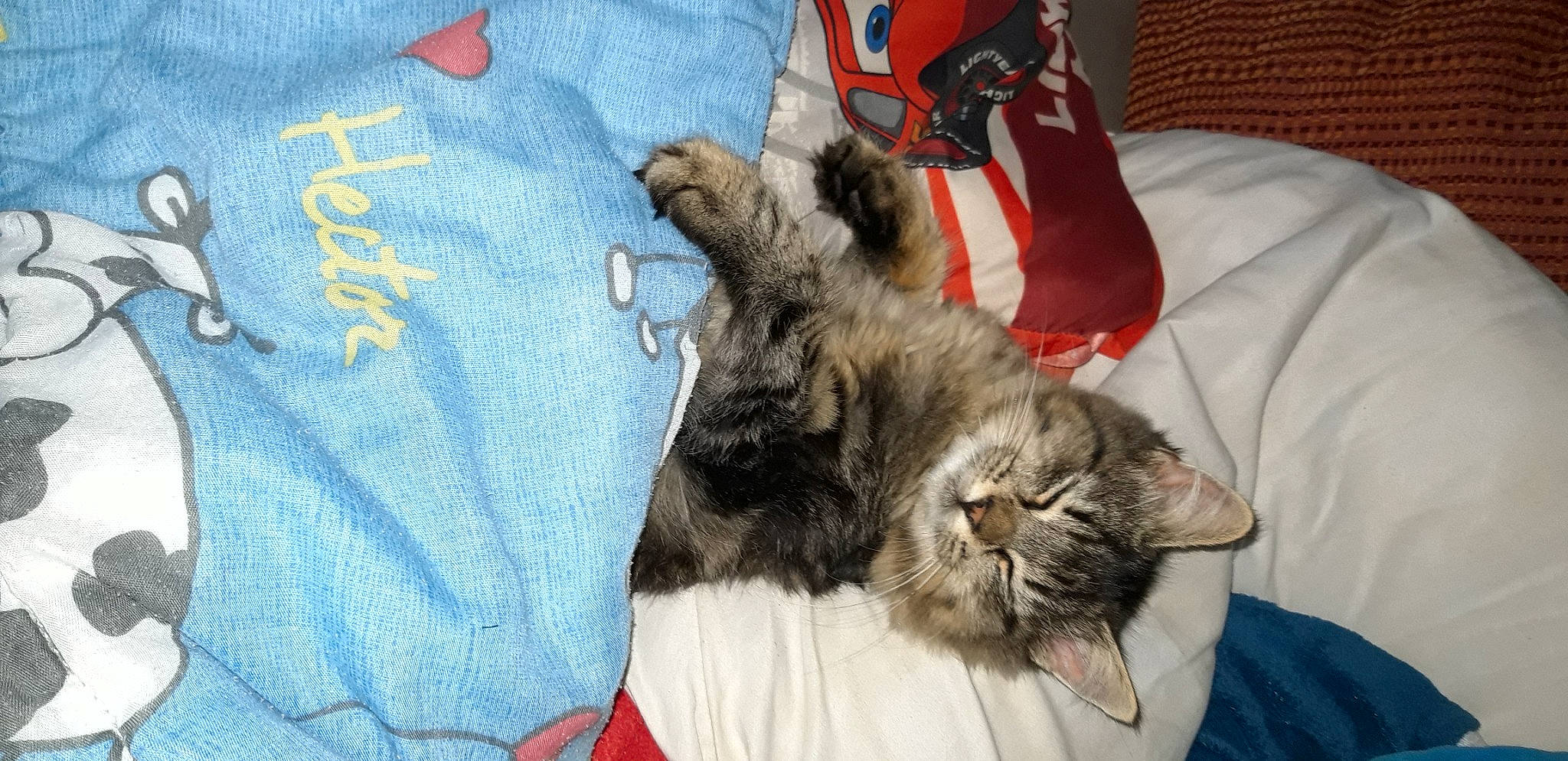 Chamalow participe au concours pour gagner de l'argent avec cette photo : bag, carmine, carnivore, cat, claw, comfort, domestic_short_haired_cat, electric_blue, felidae, fur, grey, lap, linens, nap, paw, sleeve, small_to_medium_sized_cats, tail, textile, whiskers