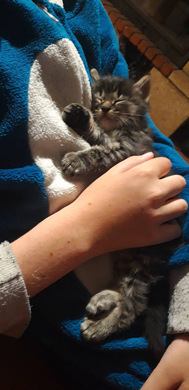 Chamalow a rejoint le concours — aidez-le/la à gagner de superbes lots ! blue, carnivore, cat, electric_blue, fawn, felidae, fur, gesture, hand, lap, mammal, nail, small_to_medium_sized_cats, snapshot, snout, tail, textile, tree, vertebrate, whiskers