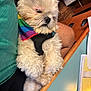 dog, small_dog, fluffy, white_dog, rainbow_bandana, sleepy, lap, person, indoor, wood_floor, table, papers, laptop, black_harness, curly_fur, relaxed, pet, casual, cozy, resting