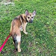 Luna joined the competition — help win amazing prizes! dog, puppy, grass, leash, outdoor, pet, animal, canine, nature, greenery, young, ears, fur, looking_back, field, walking, summer, daylight, alert, curious