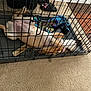 Luna joined the competition — help win amazing prizes! dog, crate, pet, bone, blanket, carpet, indoor, relaxing, resting, furniture, canine, cage, paw, fur, collar, toy, sleeping, domestic_animal, animal, home