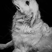 Phoebe a rejoint le concours — aidez-le/la à gagner de superbes lots ! animal, black_and_white, canine, dark_background, dog, dramatic_lighting, ears, fluffy, fur, golden_retriever, long_hair, looking_up, lying_down, paws, pet, portrait, side_profile, sitting, sparkles, white_fur