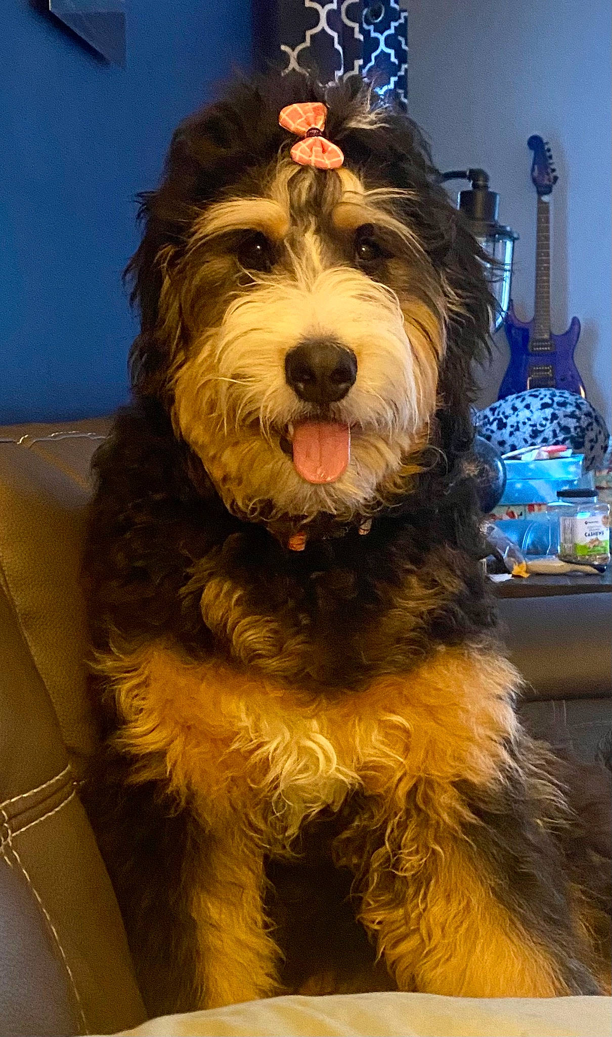 Darla joined the competition — help win amazing prizes! blue, canidae, carnivore, companion_dog, dog, dog_breed, fur, schnauzer, small_terrier, snout, sporting_group, terrier, toy_dog, water_dog, working_animal, working_dog