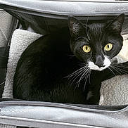 Oreo is registered to the contest to win money with this photo: animal, black_and_white, cat, close_up, comfortable, cozy, curious, domestic_cat, fleece_blanket, indoor, looking_up, mesh, pet, pet_carrier, resting, soft_texture, tuxedo_cat, whiskers, yellow_eyes, zipper