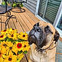 dog, pet, flower_pot, yellow_flowers, wooden_deck, garden_chair, outdoor, fence, sliding_door, collar, leash, plant, nature, canine, summer, sunlight, home, backyard, closeup, relaxation