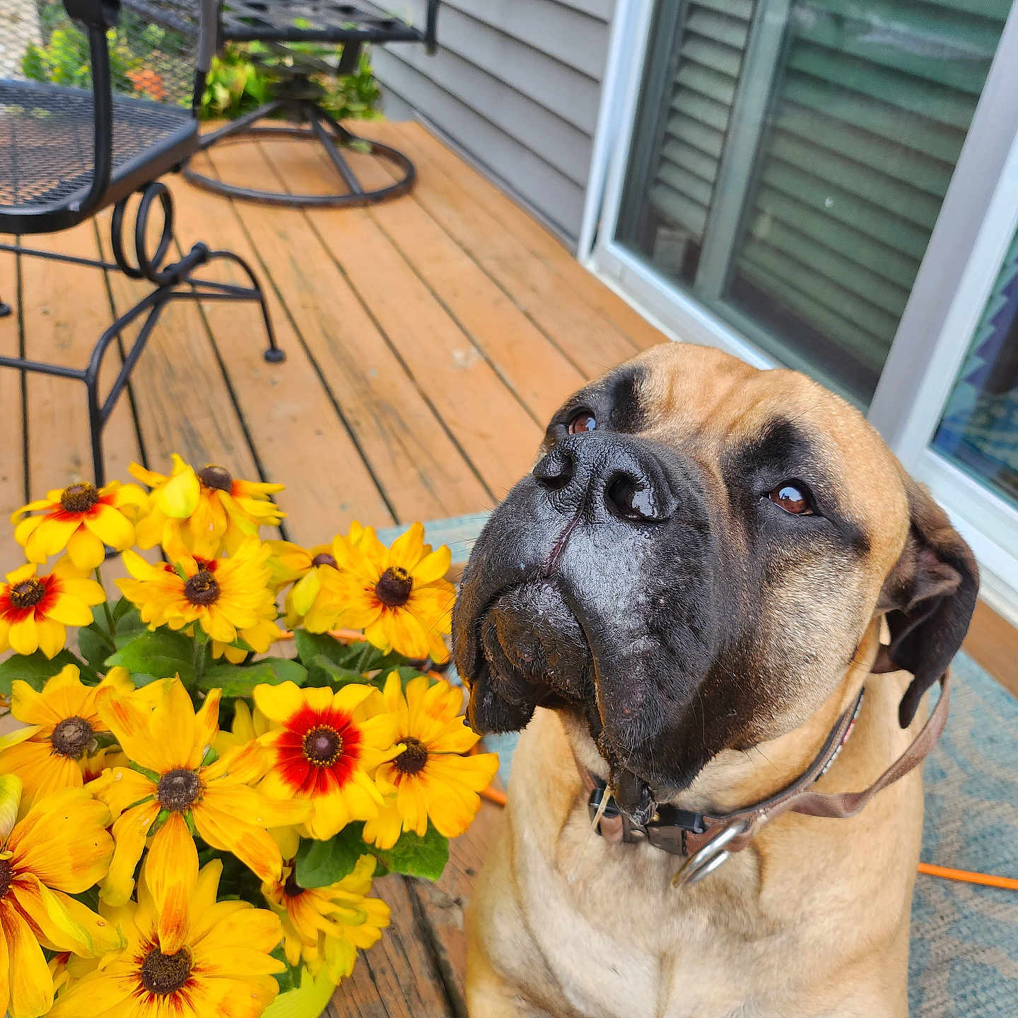 Willow joined the competition — help win amazing prizes! backyard, canine, closeup, collar, dog, fence, flower_pot, garden_chair, home, leash, nature, outdoor, pet, plant, relaxation, sliding_door, summer, sunlight, wooden_deck, yellow_flowers
