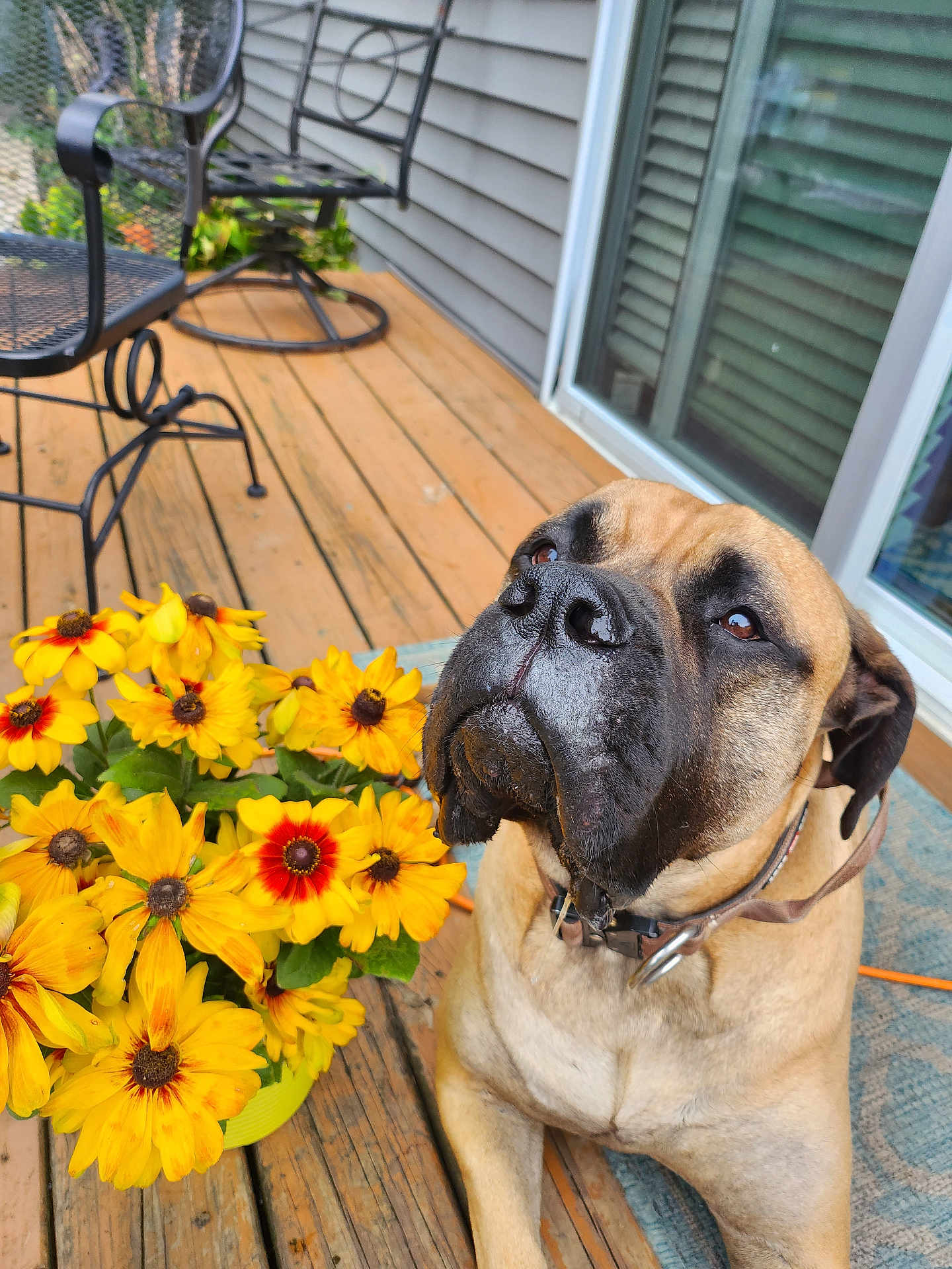 Willow joined the competition — help win amazing prizes! dog, pet, flower_pot, yellow_flowers, wooden_deck, garden_chair, outdoor, fence, sliding_door, collar, leash, plant, nature, canine, summer, sunlight, home, backyard, closeup, relaxation