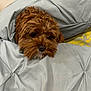 Benson joined the competition — help win amazing prizes! dog, brown_dog, blanket, bed, cozy, fur, pet, sleepy, resting, indoor, comfort, cute, canine, fur_texture, domestic_animal, animal, snuggled, relaxation, soft, warm