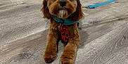 Benson joined the competition — help win amazing prizes! dog, brown_dog, puppy, pet, indoor, wooden_floor, flooring, leash, harness, tie, cute, small_dog, looking_at_camera, animal, fur, ears, nose, eyes, domestic_animal, house