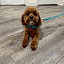 dog, brown_dog, puppy, pet, indoor, wooden_floor, flooring, leash, harness, tie, cute, small_dog, looking_at_camera, animal, fur, ears, nose, eyes, domestic_animal, house