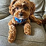 dog, brown_fur, curly_fur, bandana, blue_bandana, popsicle_pattern, indoor, couch, grey_couch, pet, cute, relaxed, looking_at_camera, furry, animal, companion, fluffy, domestic, small_dog, cozy