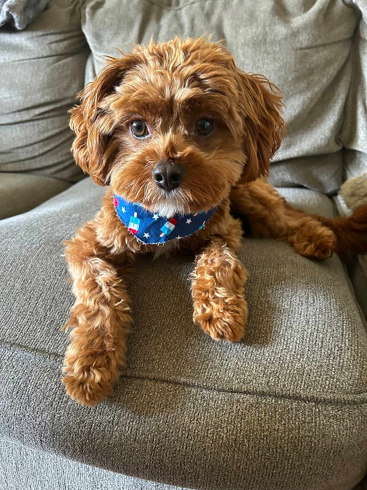 Benson joined the competition — help win amazing prizes! dog, brown_fur, curly_fur, bandana, blue_bandana, popsicle_pattern, indoor, couch, grey_couch, pet, cute, relaxed, looking_at_camera, furry, animal, companion, fluffy, domestic, small_dog, cozy