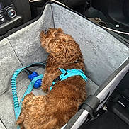 Benson is registered to the contest to win money with this photo: dog, pet, car_seat, leash, harness, brown, curly_fur, vehicle, travel, cozy, resting, indoor, comfort, seat, gray, blue, canine, companion, animal, transportation