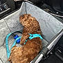 dog, pet, car_seat, leash, harness, brown, curly_fur, vehicle, travel, cozy, resting, indoor, comfort, seat, gray, blue, canine, companion, animal, transportation